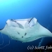 ray_manta_gc_h_0175_pal2709.jpg